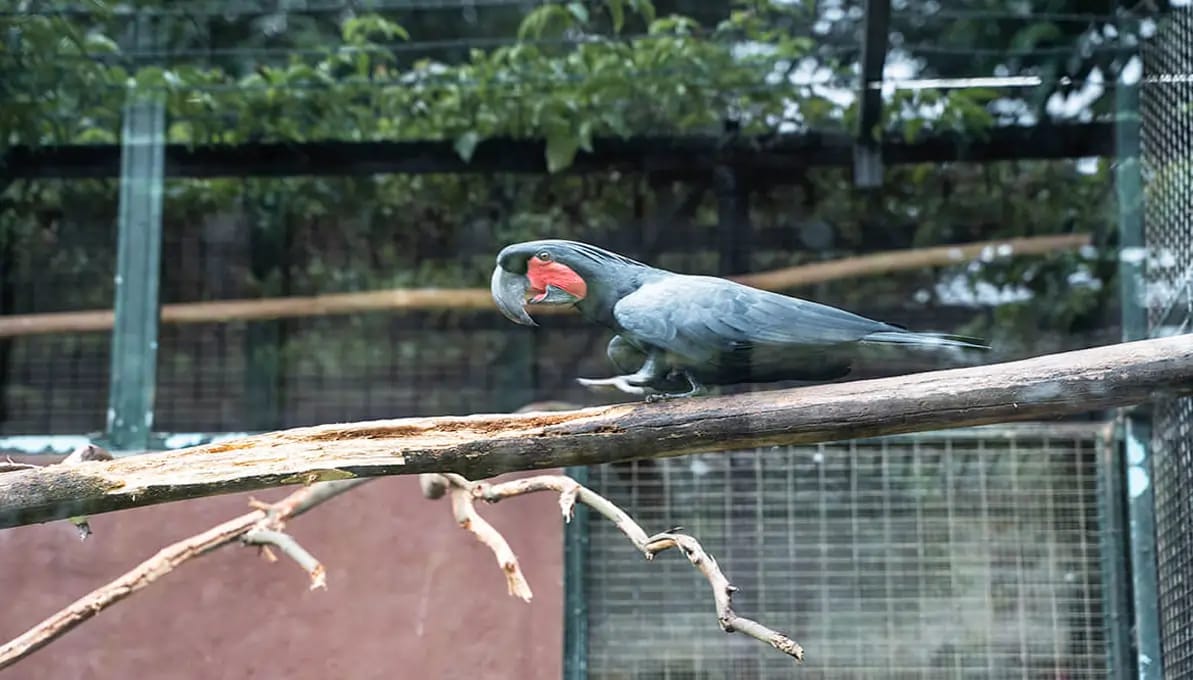 Penang Bird Park Penang, Malaysia image 3