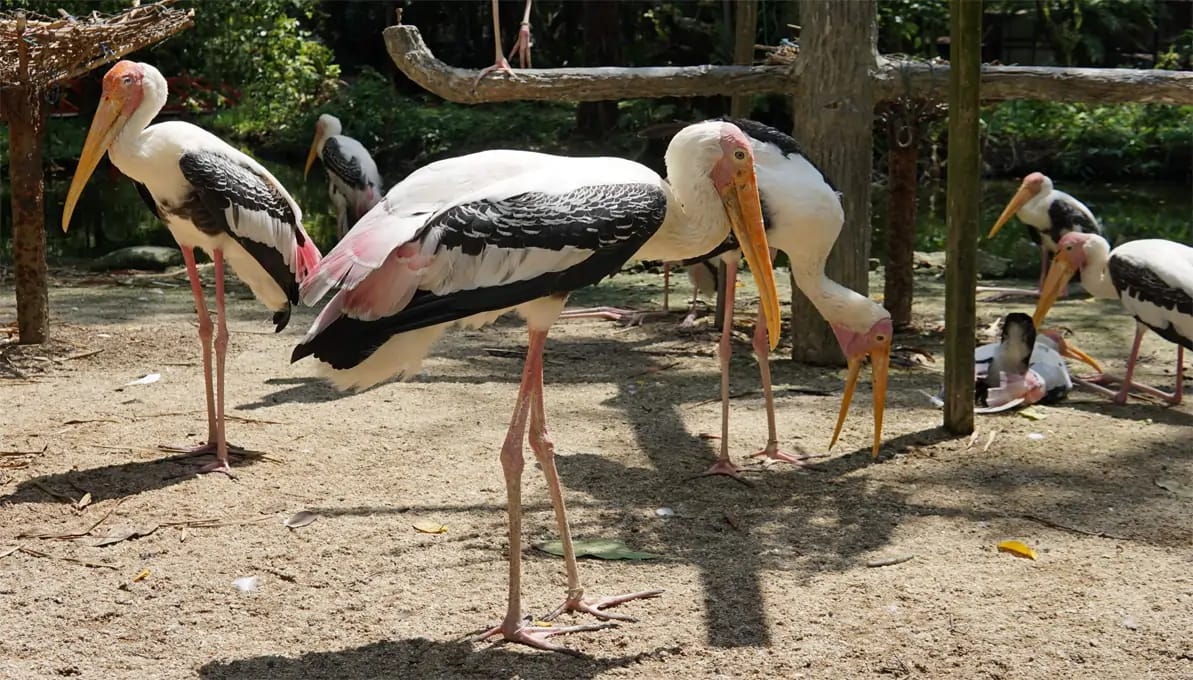 Penang Bird Park Penang, Malaysia image 4