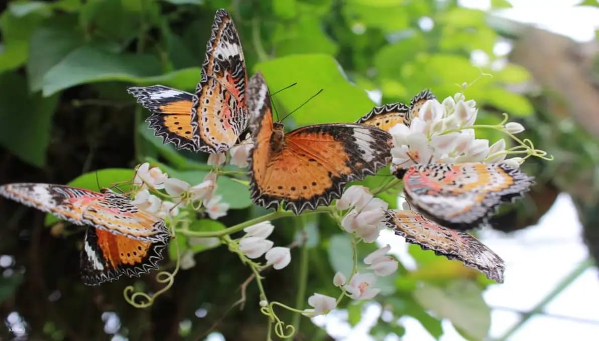 Entopia by Penang Butterfly Farm Ticket Penang, Malaysia image 3